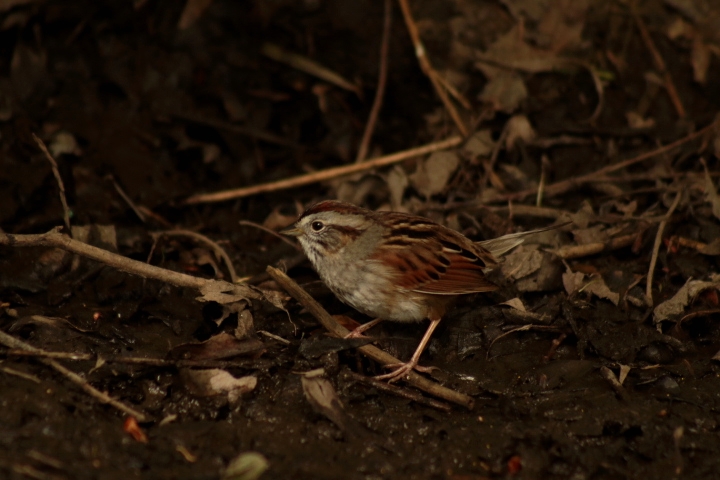 Bird-watching in Prospect Park.