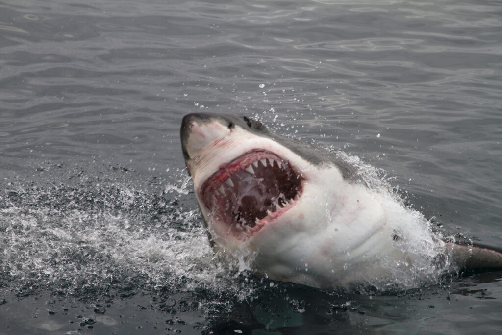 A shark rising out of water. An assault by Brooklyn representative Susan Zhuang on an NYPD officer is eliciting biting remarks. 