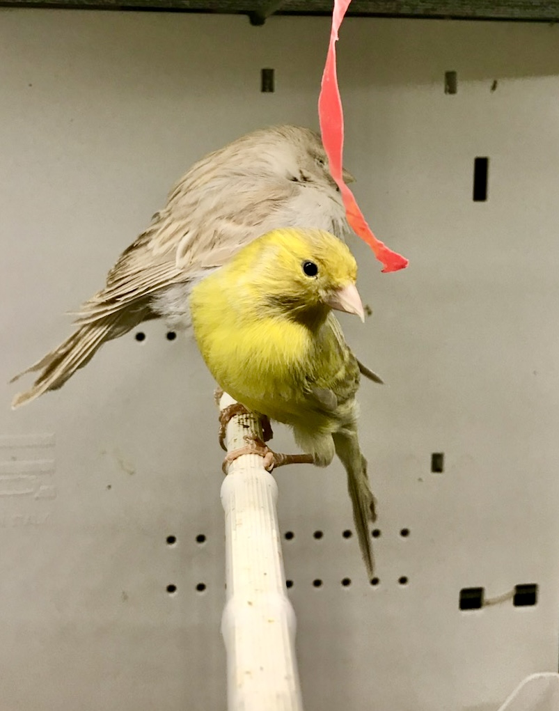 A yellow canary, a domesticated type of finch.