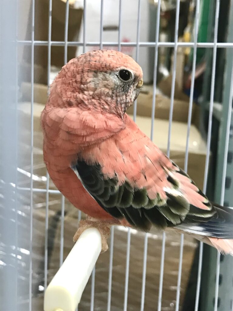 A rosy type of parrot, called a rosela, poses adorably for the camera.